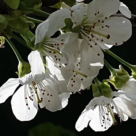 Grüne Haus Allein Für Dich! *
