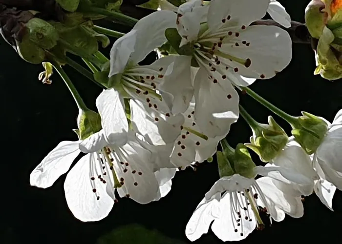 Gruene Haus Allein Fuer Dich! *